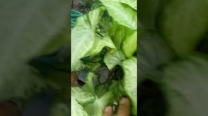 слоновье ухо растение