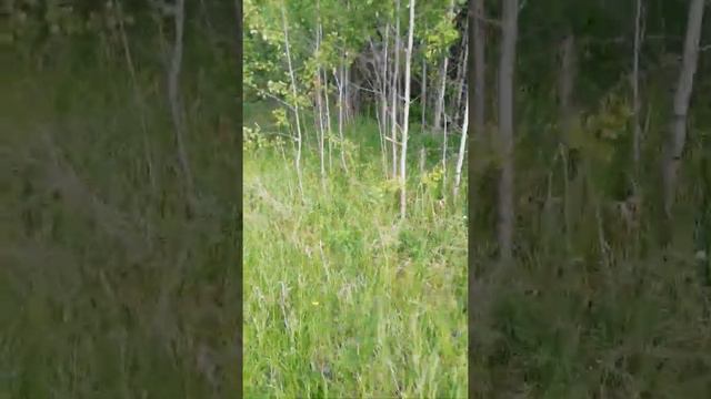 Прогулка 25.06.2021 Часть4 смотреть онлайн