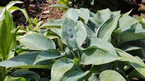 33 Хосты в моем саду | Хосты: уход, где посадить, компаньоны