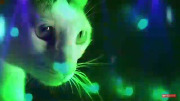 Вечеринка "МЯУ"