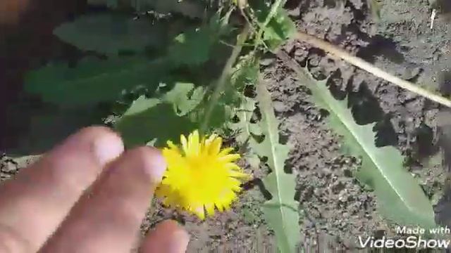 Майские жуки на цветках смотреть онлайн