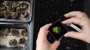 перевалка петуний из торфяных таблеток.