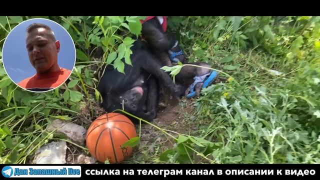 СРОЧНО! В ОРЕНБУРГСКОЙ ОБЛАСТИ завелась ШИМПАНЗЕ! Она роет ямы и уничтожает растительность! смотреть онлайн