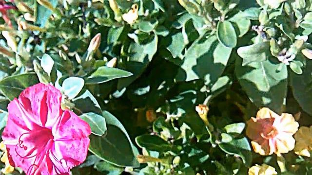 Flores De Maravilla Del Peru