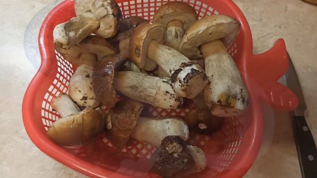 Наше меню на день. Грибное меню? смотреть онлайн