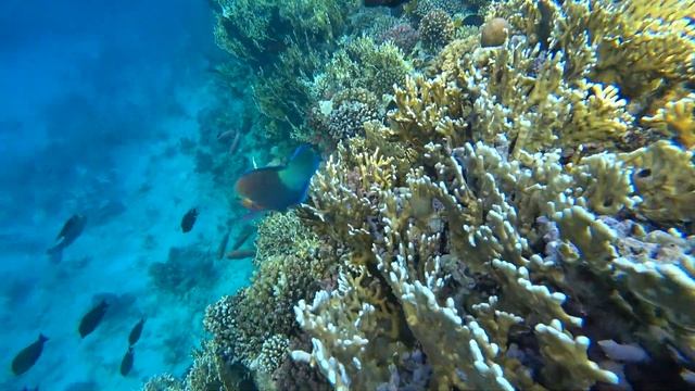 Коралловый РИФ и подводный мир отеля Stella Di Mare Beach Hotel & Spa 5* ? ЕГИПЕТ ?? ШАРМ ЕЛЬ ШЕЙХ