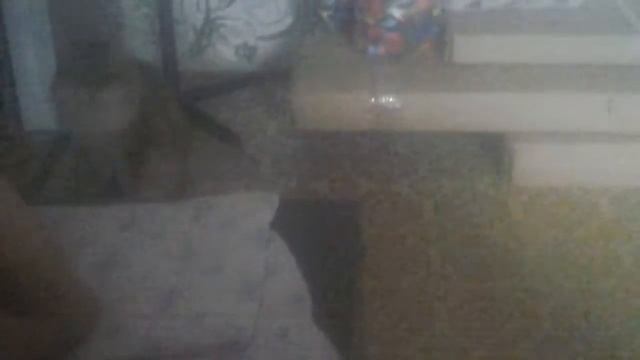 Россия кот Вася русский год носков смотреть онлайн
