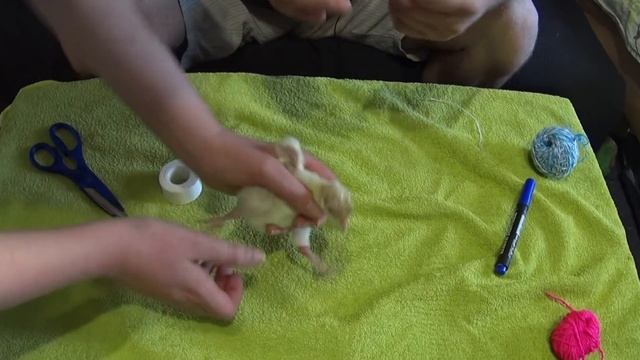 Лечим шпагат у индюшат смотреть онлайн