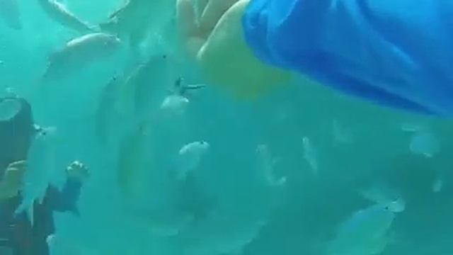 with my mom Helmet Dive in Boracay see to react смотреть онлайн