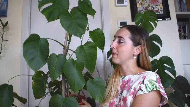 Talee di Monstera Deliciosa - 1 Anno dopo смотреть онлайн