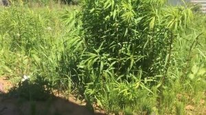 Триммер Oasis TE-35 350 Вт из Леруа Мерлен ЗАДЫМИЛАСЬ. Обзор