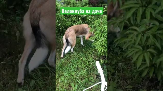 Клумба из велосипеда на даче смотреть онлайн