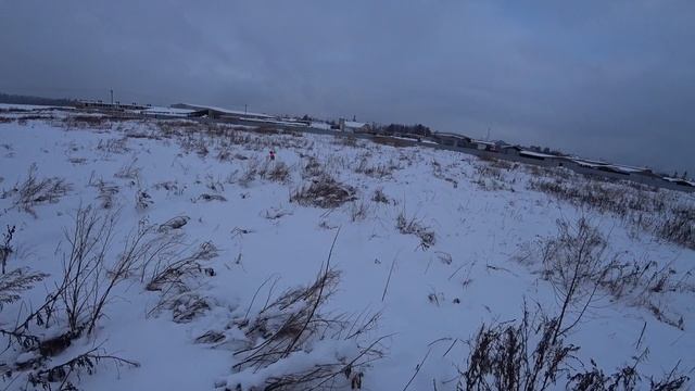 Охота на куропатку с Курцхааром! смотреть онлайн