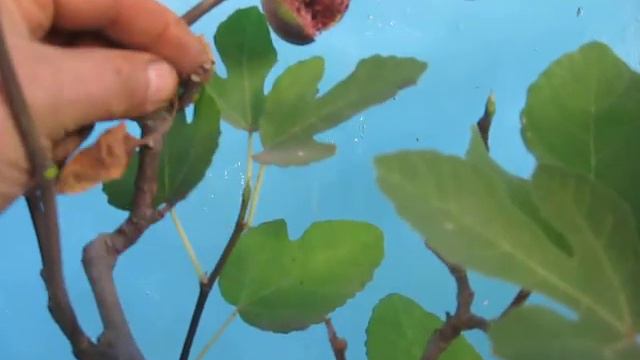 ТО ,техосмотр ,для инжира перед зимней спячкой смотреть онлайн