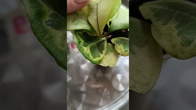 Фикус Триангулярис Коконат? смотреть онлайн