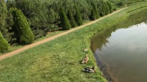 Рыбалка в Краснодаре на сазана , карася , карпа и сома . Отдых в Краснодаре , Немецкая деревня .