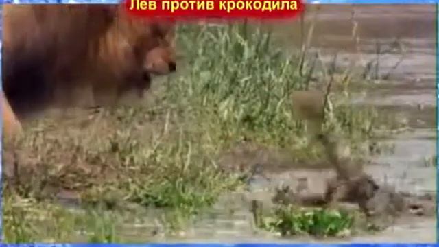 Кто победит? смотреть онлайн