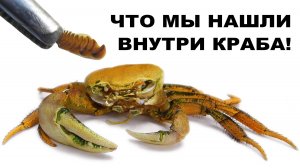 ЧТО ВНУТРИ КРАБА. Как происходит линька краба.
