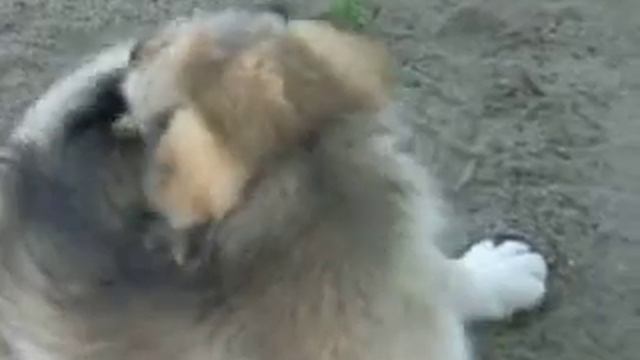 ника смотреть онлайн