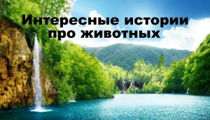 Интересные истории про животных. Рассказы егеря. Аудио рассказы. Истории из жизни животных.
