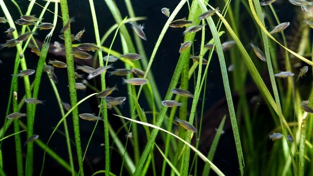 A Fish That is Out of This World! Galaxy Rasbora Care and Breeding смотреть онлайн