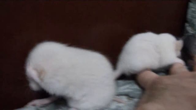 Domestic rats. Rats play with their hands смотреть онлайн