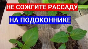 РАССАДА НА ПОДОКОННИКЕ БОИТСЯ СОЛНЦА И СКВОЗНЯКОВ - НЕ ПОТЕРЯЙТЕ ЕЕ !