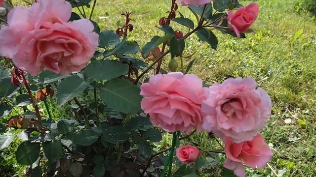 Роза сорта " Алибаба". Первое цветение. смотреть онлайн