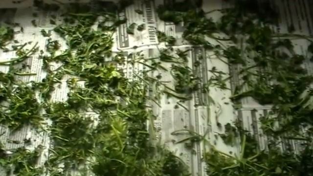 Как сушить петрушку и в чём хранить? смотреть онлайн