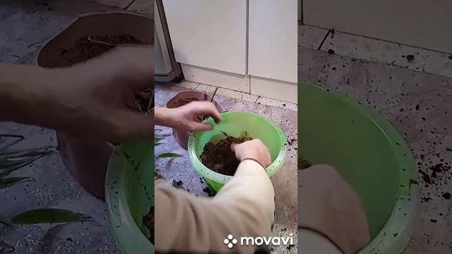 выращивание имбиря в домашних условиях смотреть онлайн