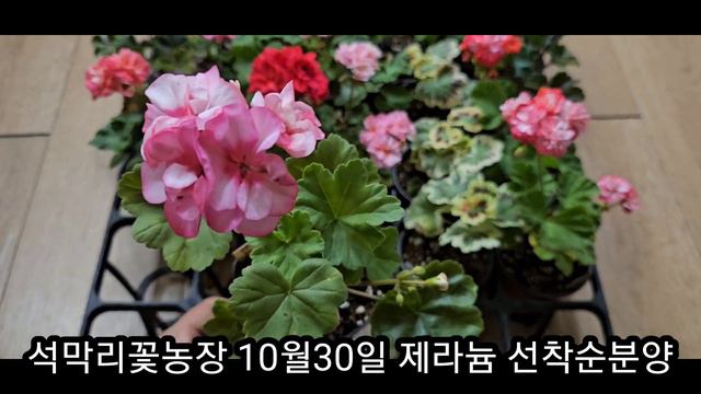석막리꽃농장 10월30일 제라늄 선착순 분양합니다 제라늄 꽃대가 올라오는데로 분양은 자주하겠습니다 смотреть онлайн