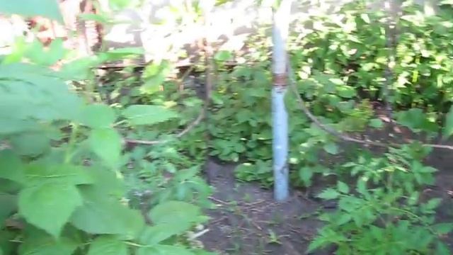 Актинидия самоплодная из семьи Actinidiaceae Van Tiegh дарит здоровье смотреть онлайн