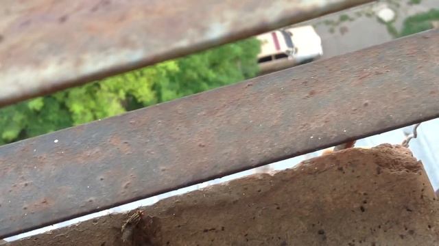 Муха рожает , слабонервным не смотреть / a fly gives birth смотреть онлайн