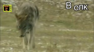 Учим Диких Животных  Голоса и Звуки Животных Для Детей  Как Говорят Животные