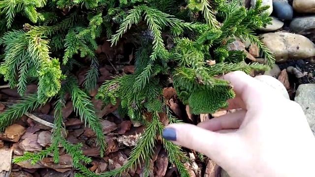 ОБЗОР САДА-Криптомерия в саду | Японская криптомерия 4 РАЗНЫХ ВИДА | зимовка, посадка смотреть онлайн