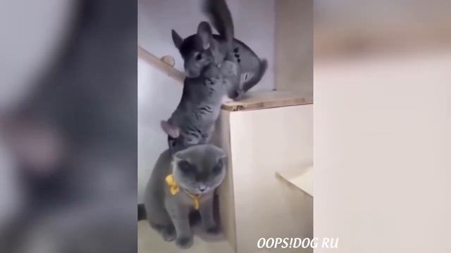 Я РЖАЛ ЦЕЛЫЙ ЧАС😹КОШКИ 2022 ЛУЧШИЕ ПРИКОЛЫ/ СМЕШНЫЕ ЖИВОТНЫЕ ЗА ВЕСЬ ЯНВАРЬ 2022😹 #8 смотреть онлайн