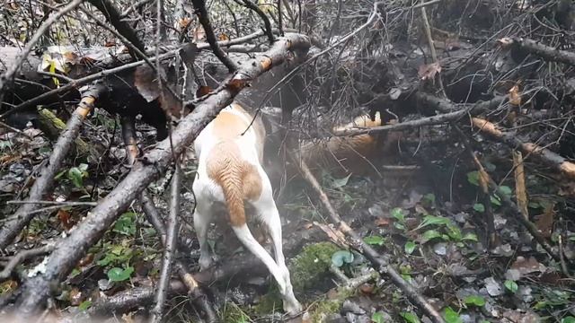 Пока зайцы спят. смотреть онлайн