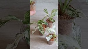 Адаптация спатифиллумов из Голландии после покупки...Спатифиллум Уолисса вариегатный...