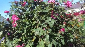 ЧЕМ ХОРОШИ ПАРКОВЫЕ РОЗЫ.ДЕЛАЮ СРАВНЕНИЕ.