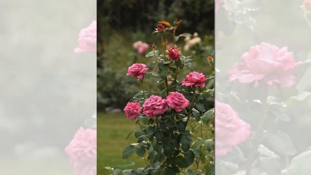 Claude Brasseur Rose Purple rose