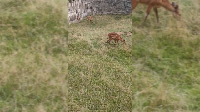 Зоопарк Вроцлав 2021 ПК версия, Wroclaw Zoo PC Version