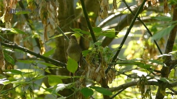 Как поет соловей? Голоса птиц. Nightingale singing. AllVideo.