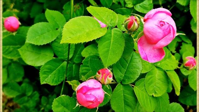 НЕВИННОМЫССК 29-05-2023 смотреть онлайн