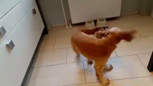 Кокер спаниель - Все о породе. Интересные факты Кокер Спаниеля смотреть онлайн