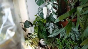 Джунгли в квартире. Обмен растениями со Светланой (Светланкины цветочки).