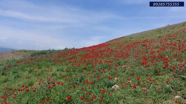 гр.Берекат - Беневша цуьк 2022. смотреть онлайн