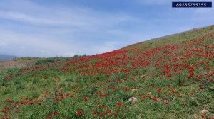 гр.Берекат - Беневша цуьк 2022.