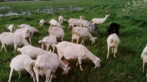 Зааненская порода коз описание, разведение, содержание | Козоводство | Молочные козы