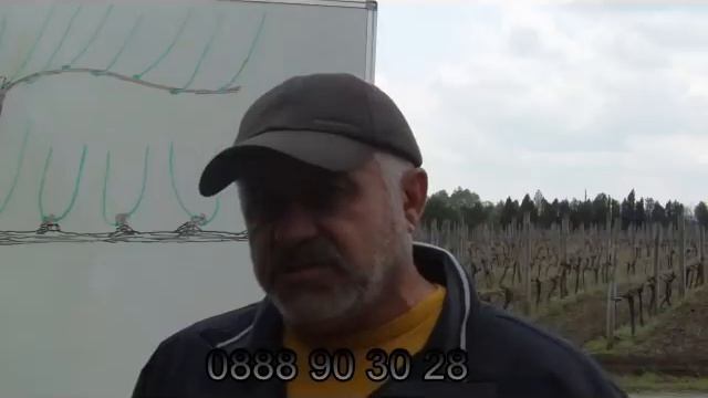 Сравнение на формировка Гюйо и формировка кордон смотреть онлайн