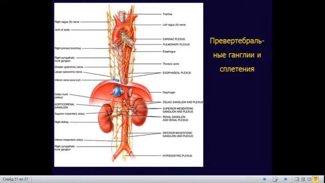 Обзор строения вегетативной нервной системы. Вегетативная иннервация органов. смотреть онлайн